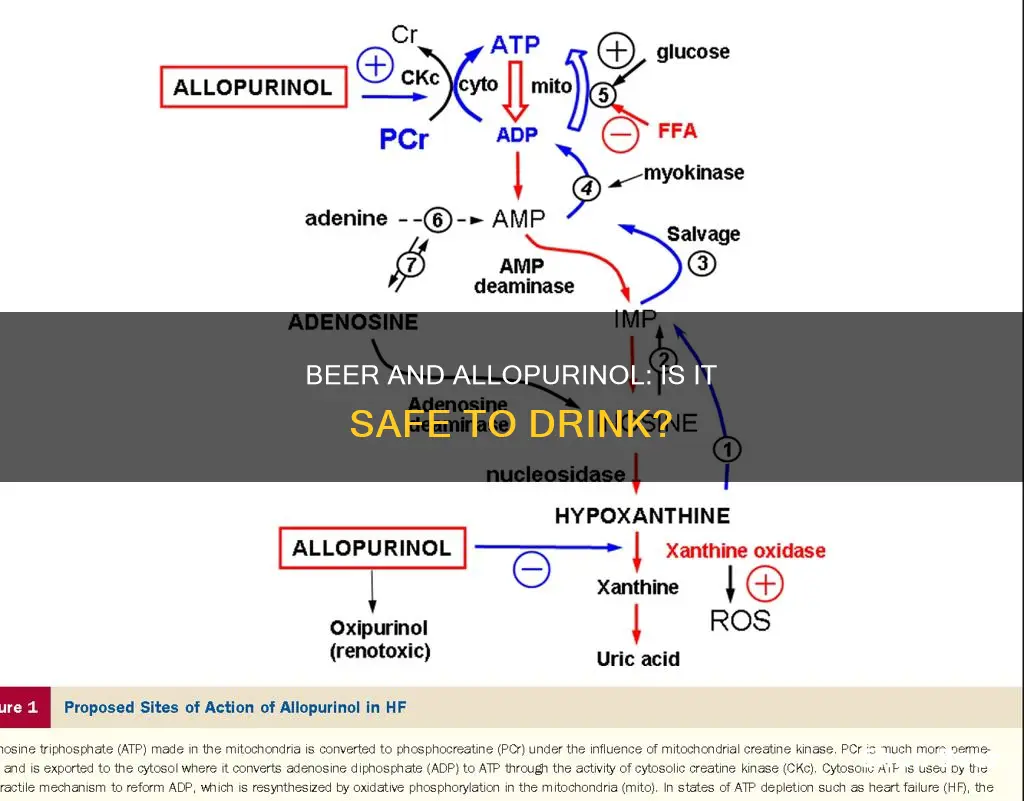 can you drink beer while taking allopurinol