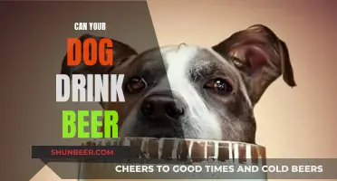 Dogs and Beer: What's Safe for Your Pet?