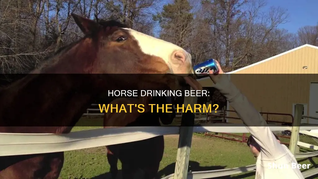 could a horse drink beer