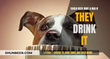 Can Dogs Drink Beer? What You Need to Know