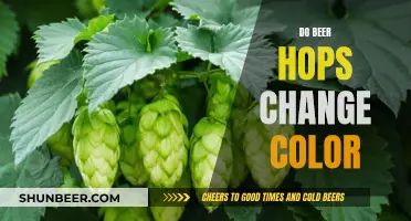 Hops and Hues: Unveiling the Color Mystery in Beer Brewing