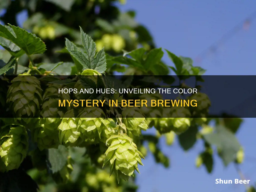 do beer hops change color