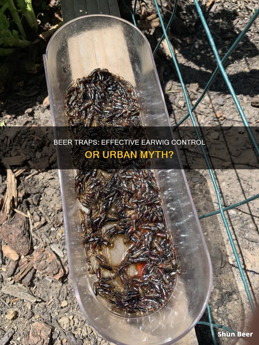 do beer traps work for earwigs