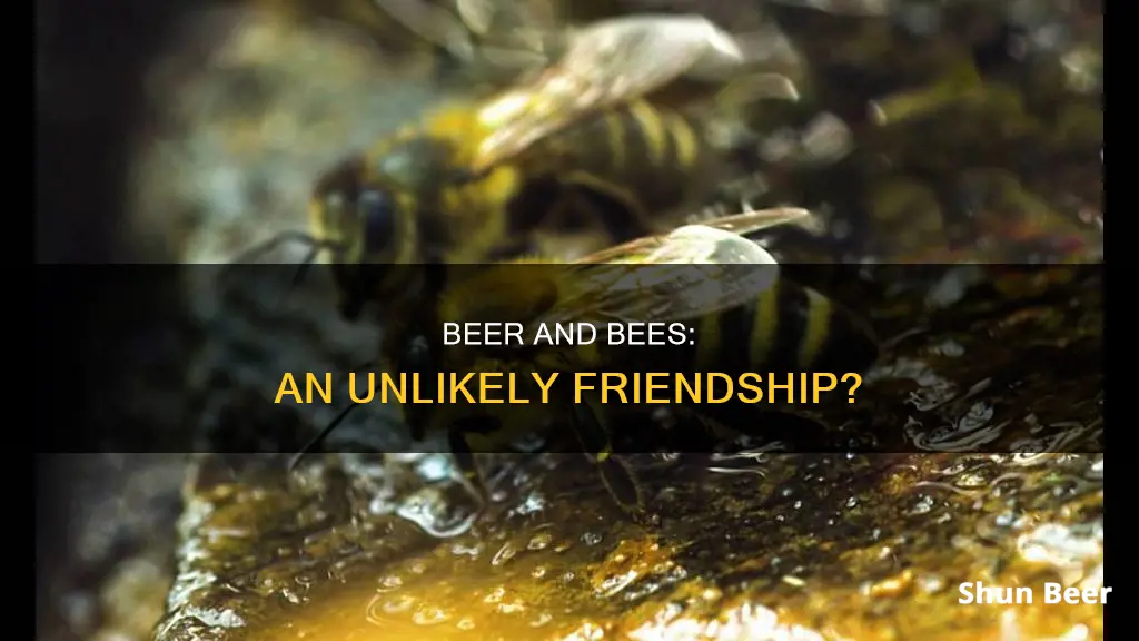 do bees drink beer