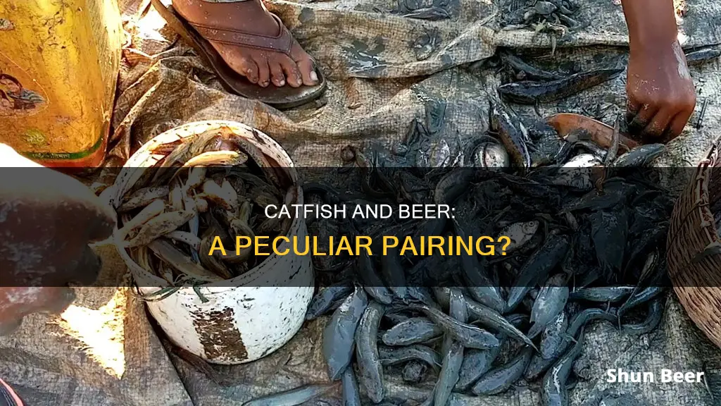 do catfish drink beer