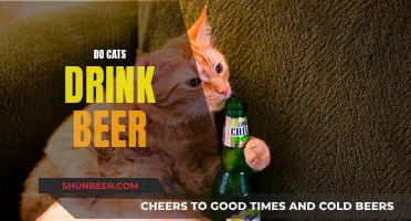 Cats and Beer: A Curious Combination