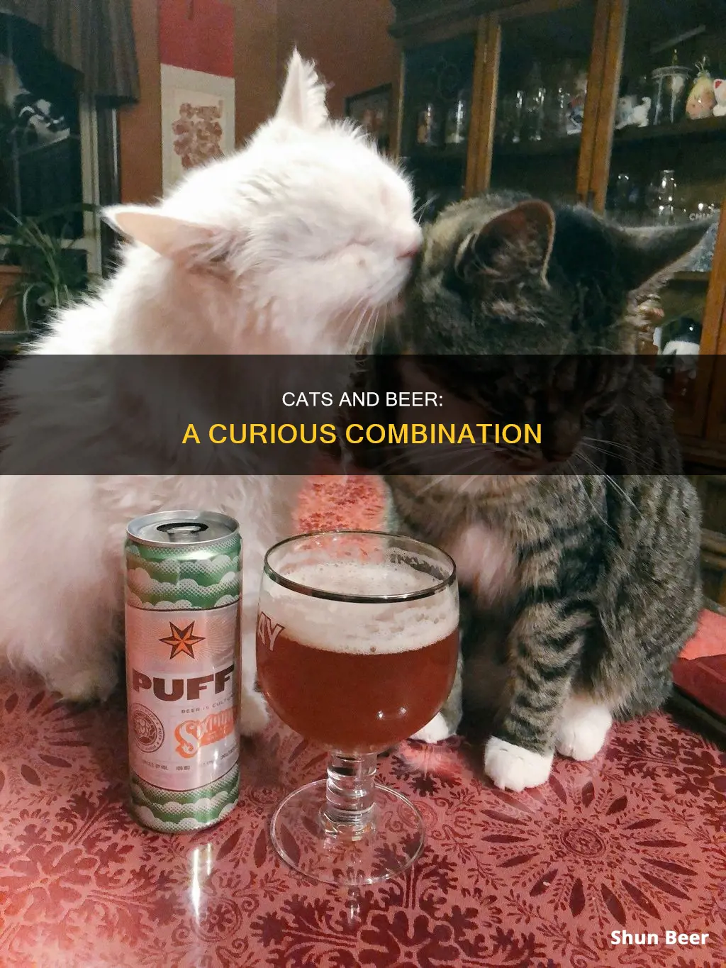 do cats drink beer