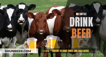 Cattle and Beer: A Drinking Curiosity