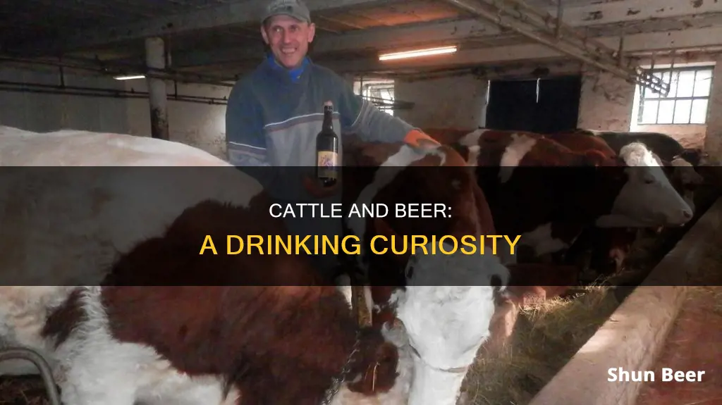 do cattle drink beer