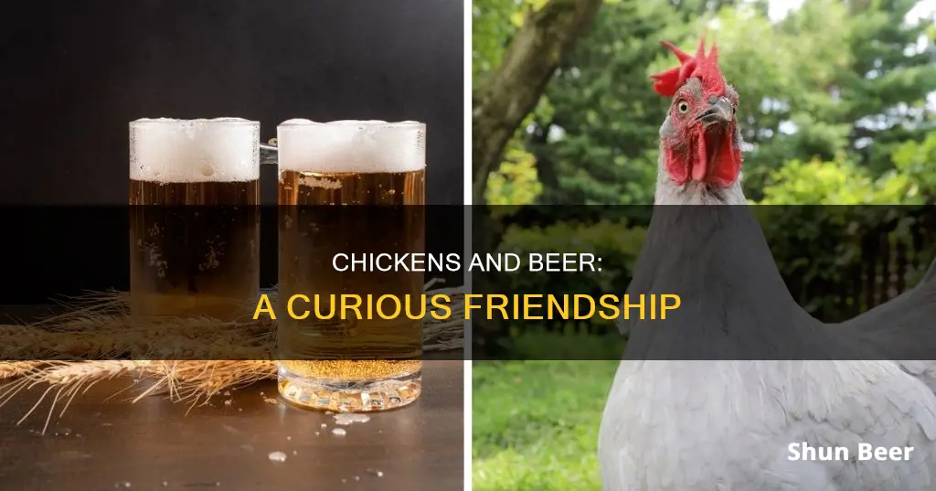 do chickens drink beer