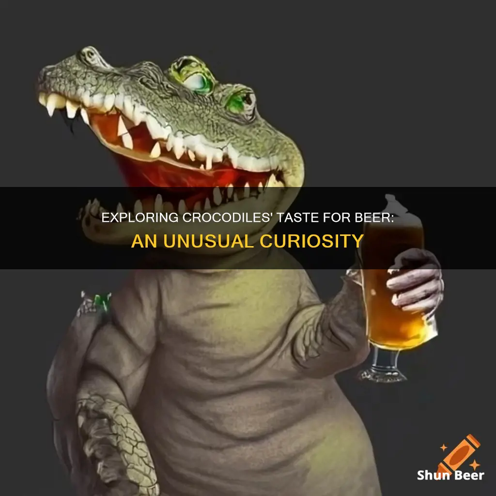 do crocodiles drink beer