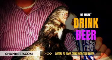 Ferret Beer Drinking: Is It Safe or Not?