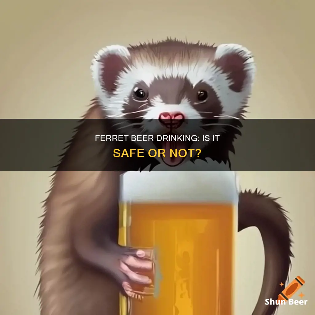 do ferret drink beer