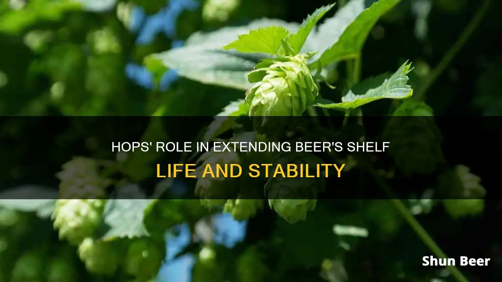 do hops increase the shelf stability of beer