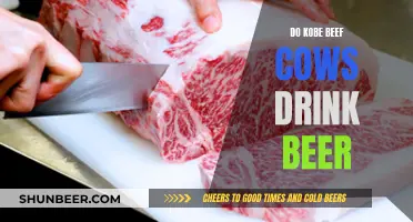 Kobe Beef Cows and Beer: A Tasty Partnership?