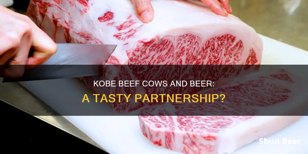 do kobe beef cows drink beer