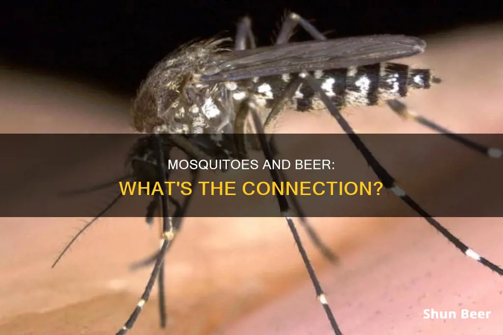 do mosquitoes bite people who drink a lot of beer