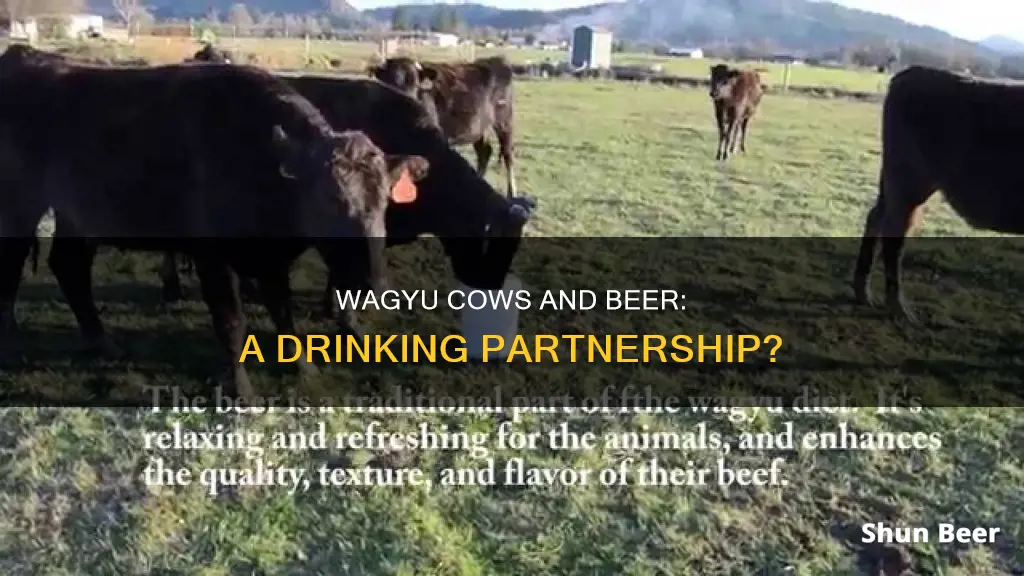 do wagyu cows drink beer