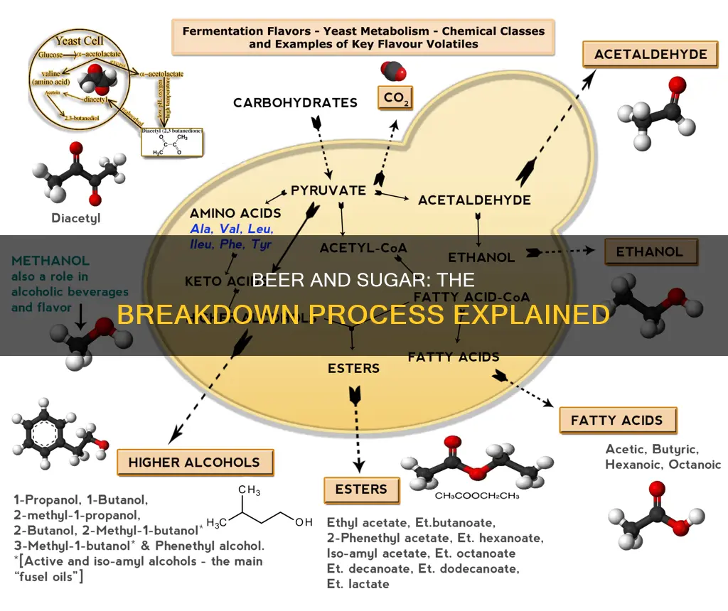 does beer break down into sugar