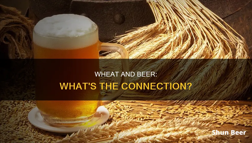 does beer come from wheat