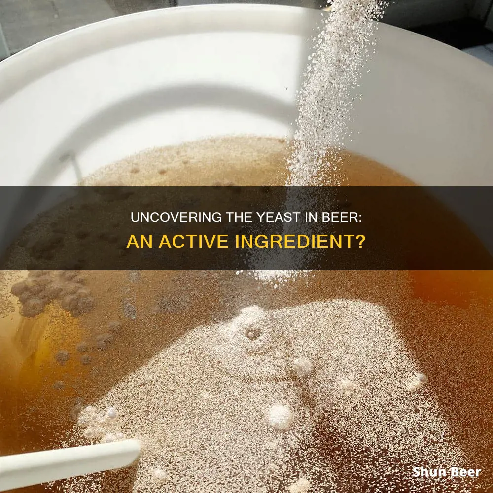 does beer contain active yeast