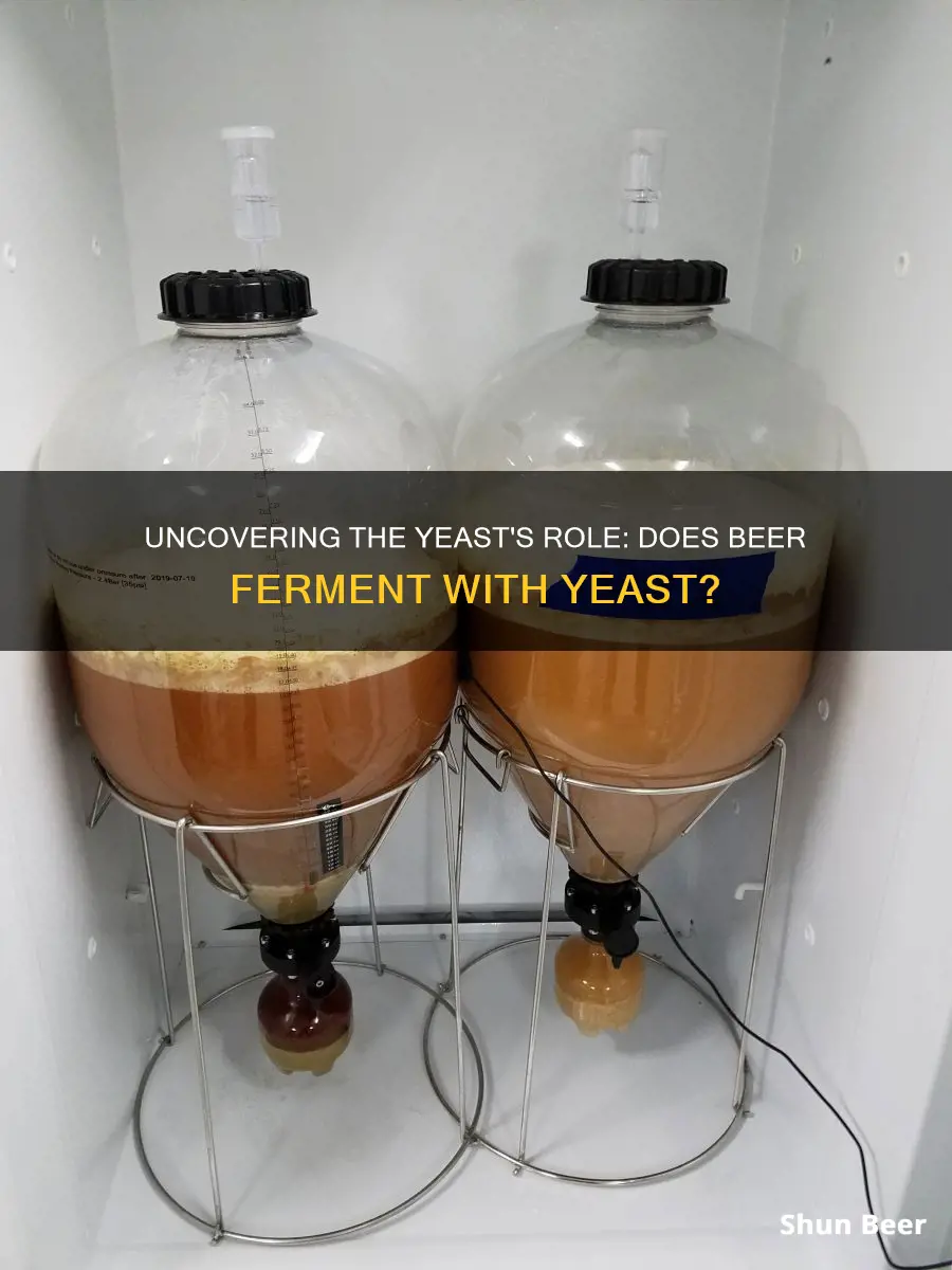 does beer contain fermented yeast