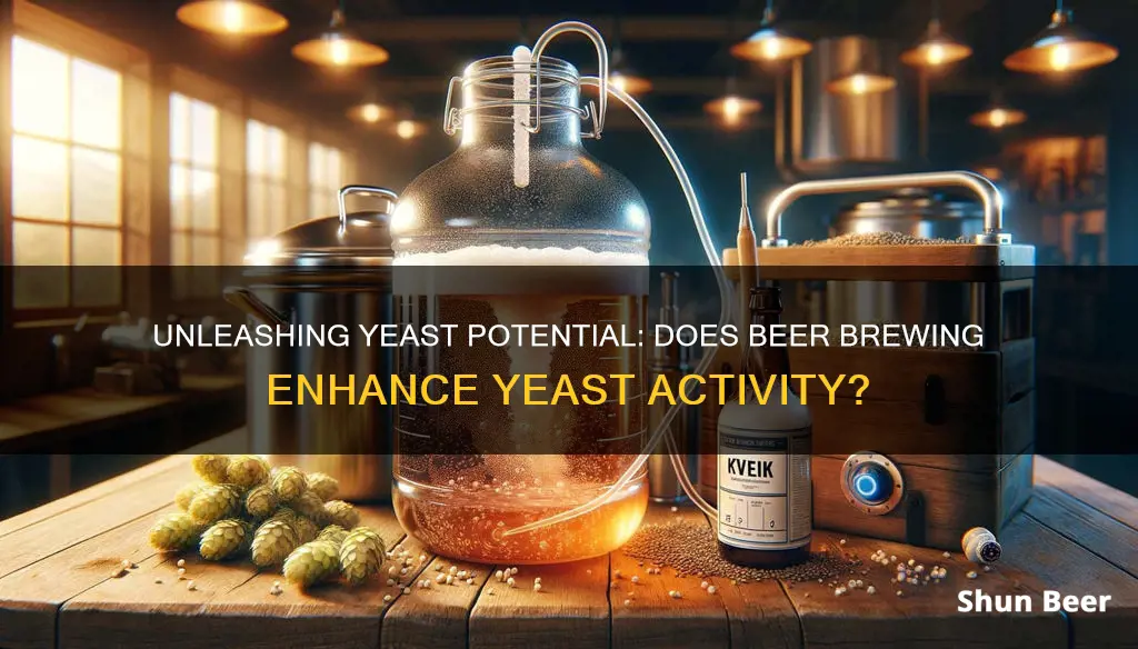 does beer enhance yeast