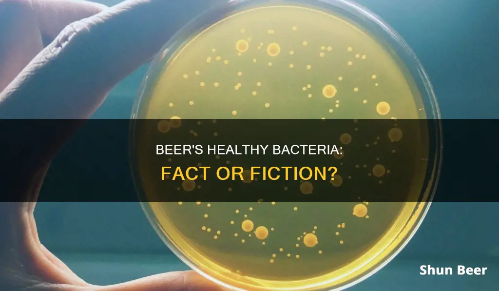 does beer have healthy bacteria