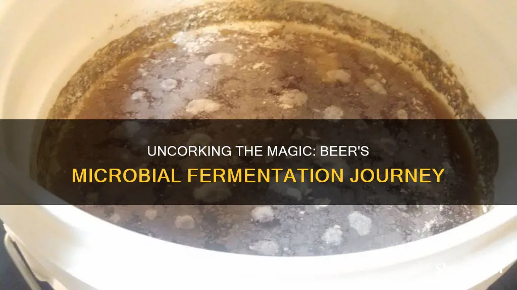 does beer involve microbial fermentation