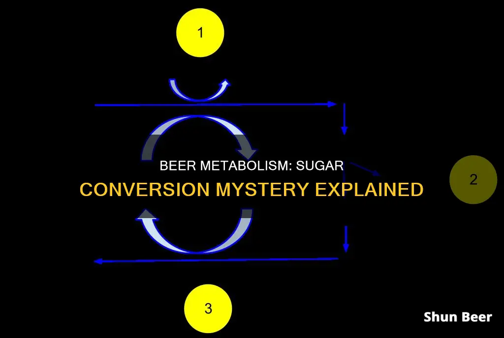 does beer metabolize into sugar