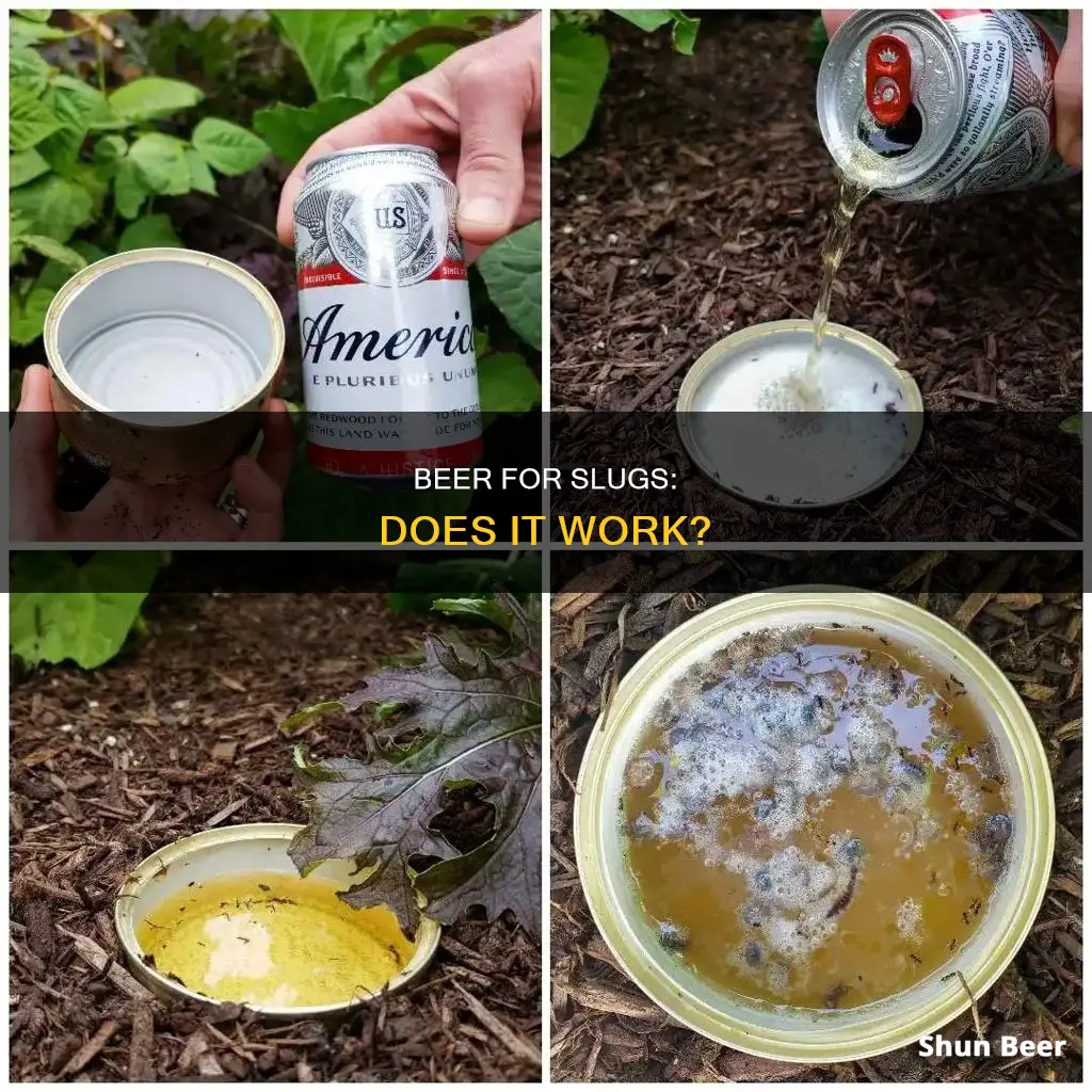 does beer really work for slugs