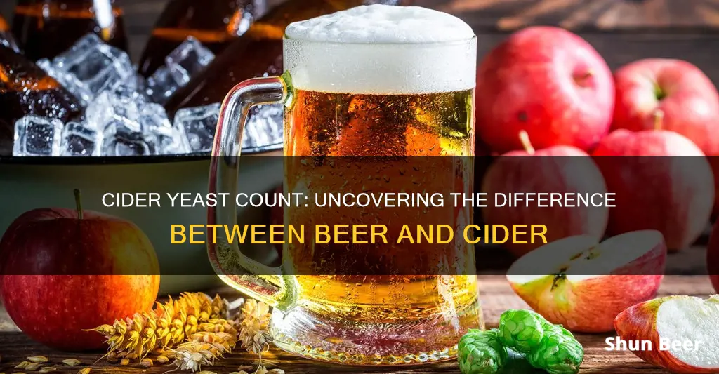 does cider have less yeast than beer