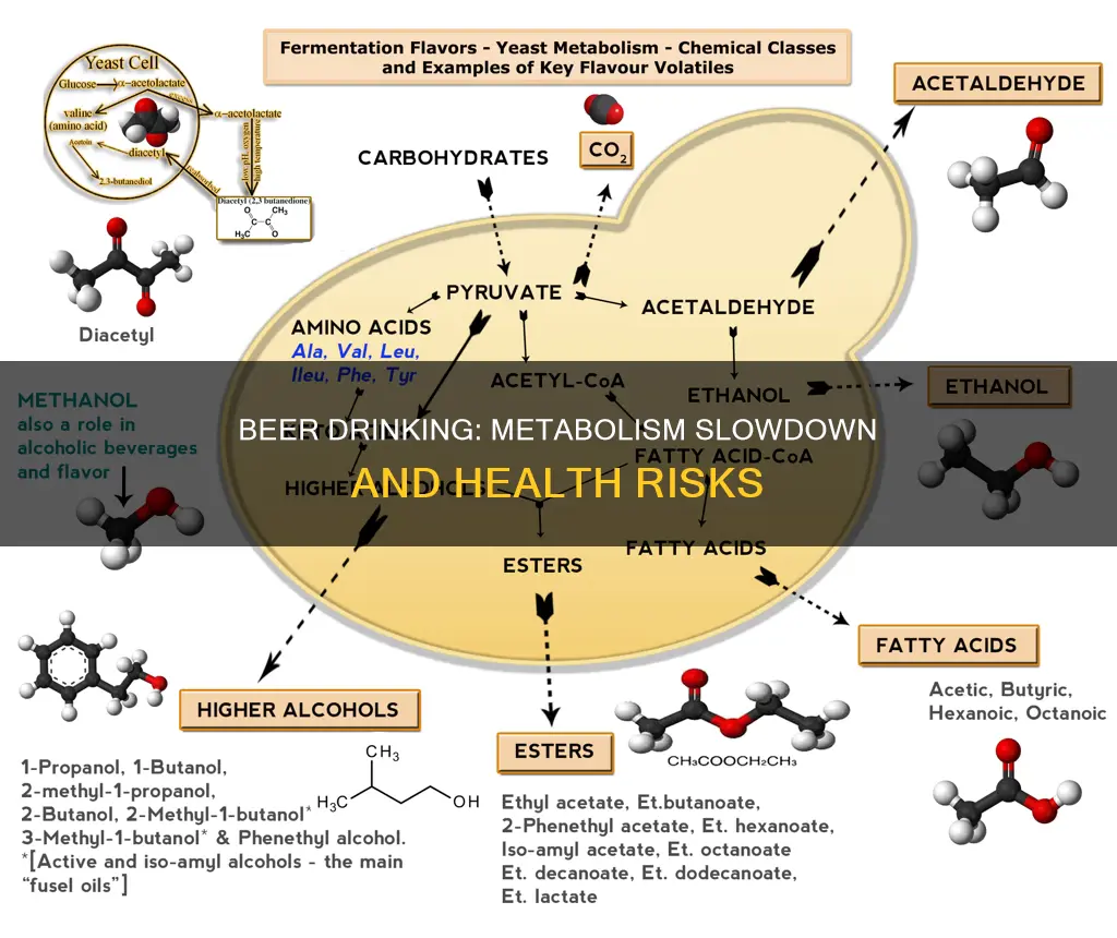 does drinking beer slow down your metabolism