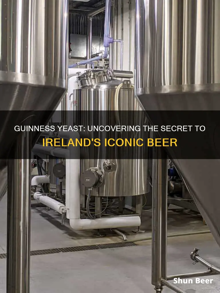 does guinness beer have yeast