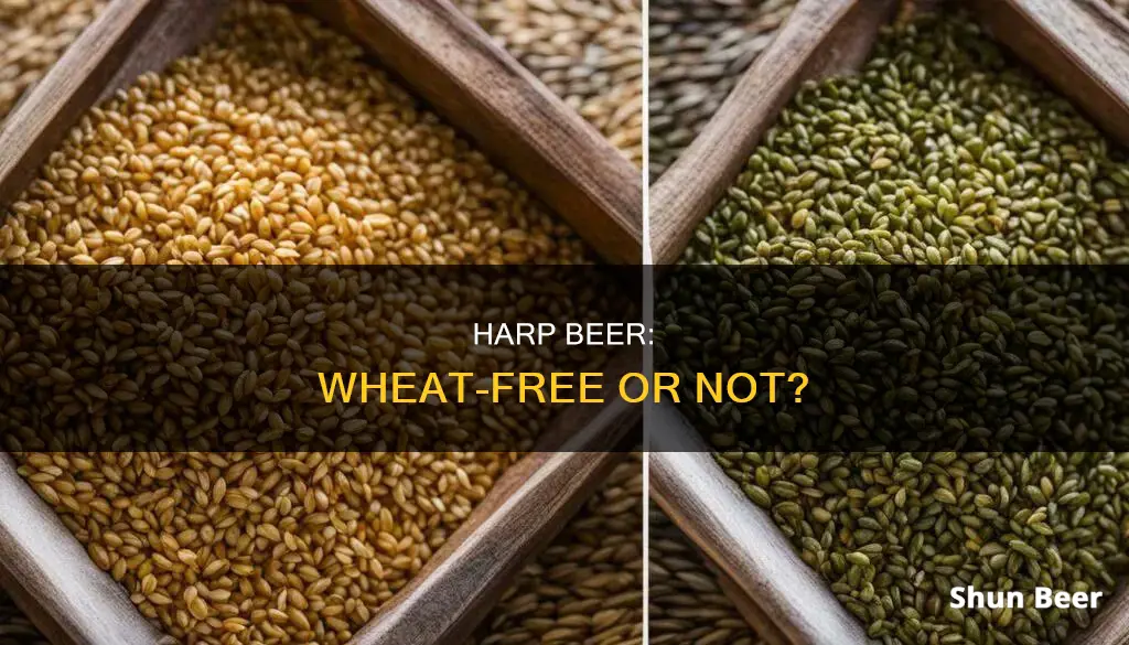 does harp beer contain wheat