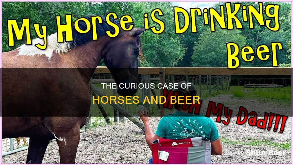 does horses drink beer