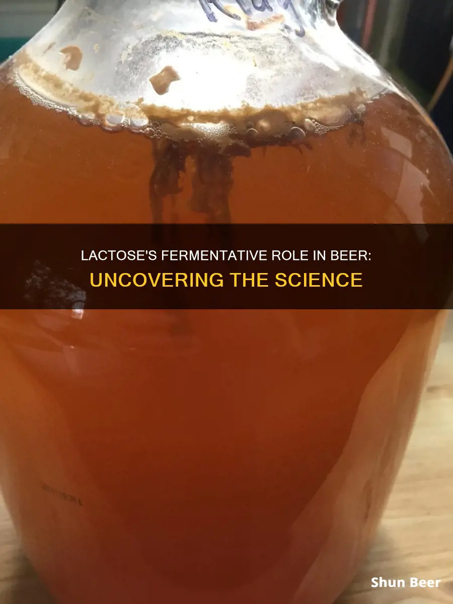 does lactose ferment in beer