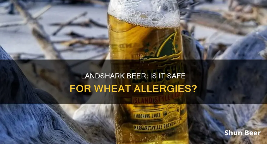 does landshark beer contain wheat