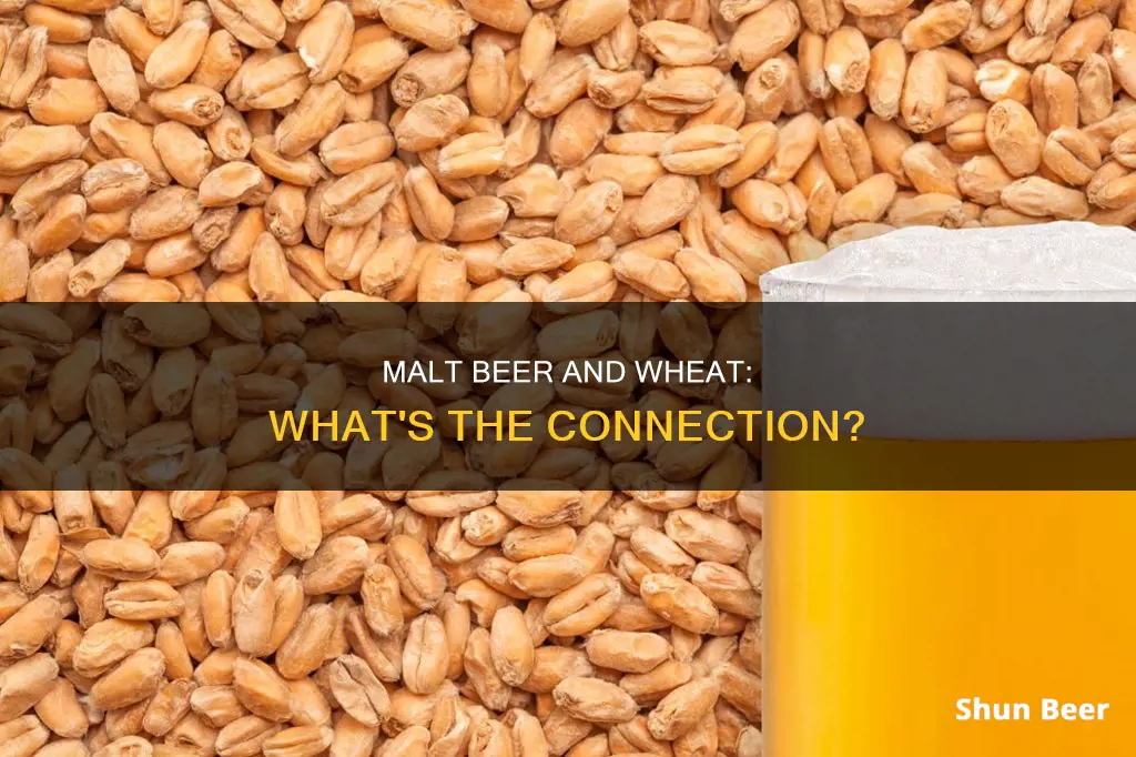 does malt beer contain wheat