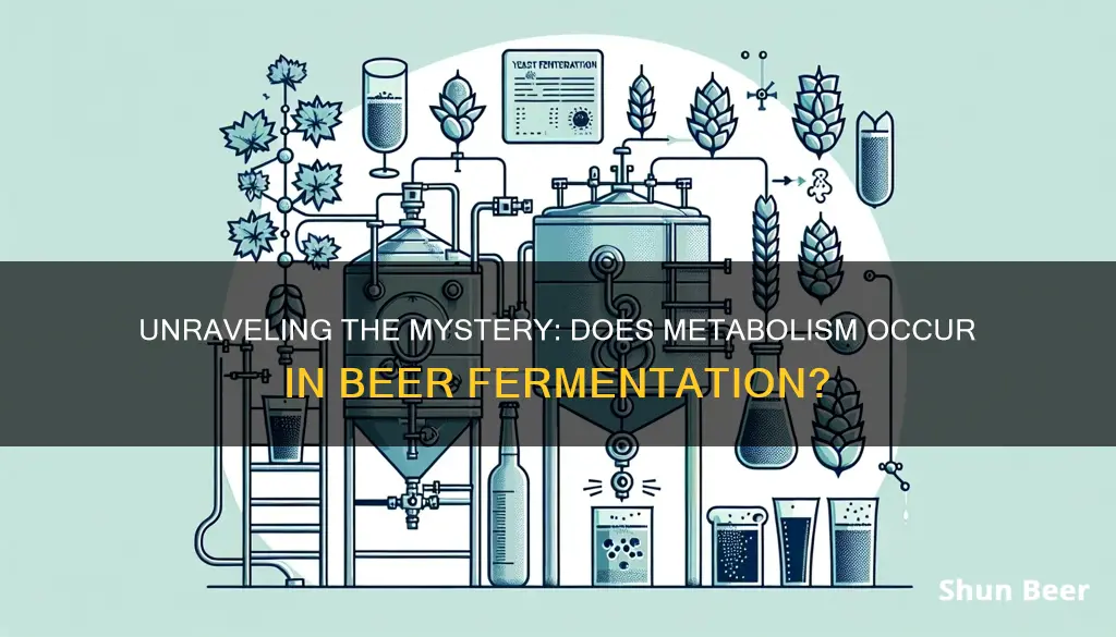 does methabol form in beer fermentation