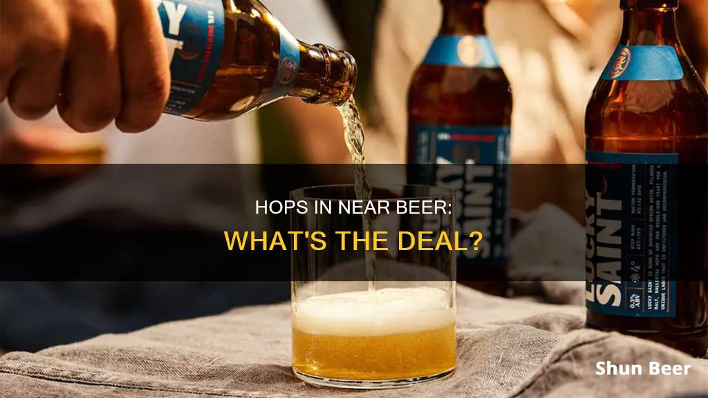 does near beer have hops