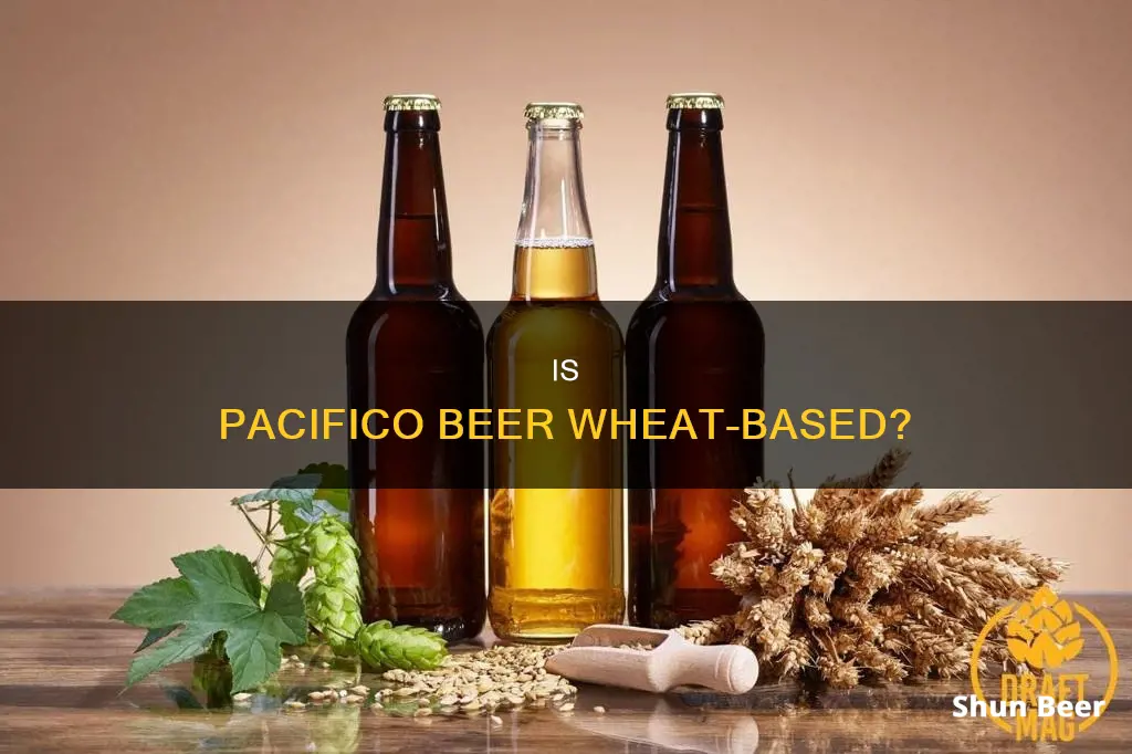 does pacifico beer have wheat in it