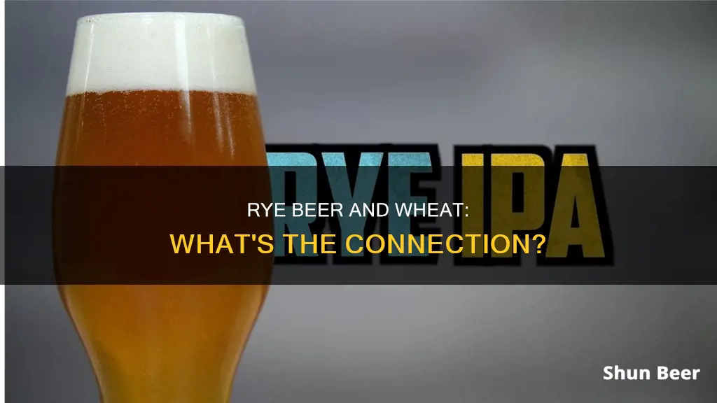 does rye beer contain wheat