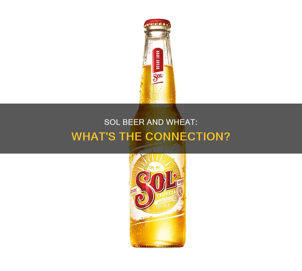 does sol beer contain wheat