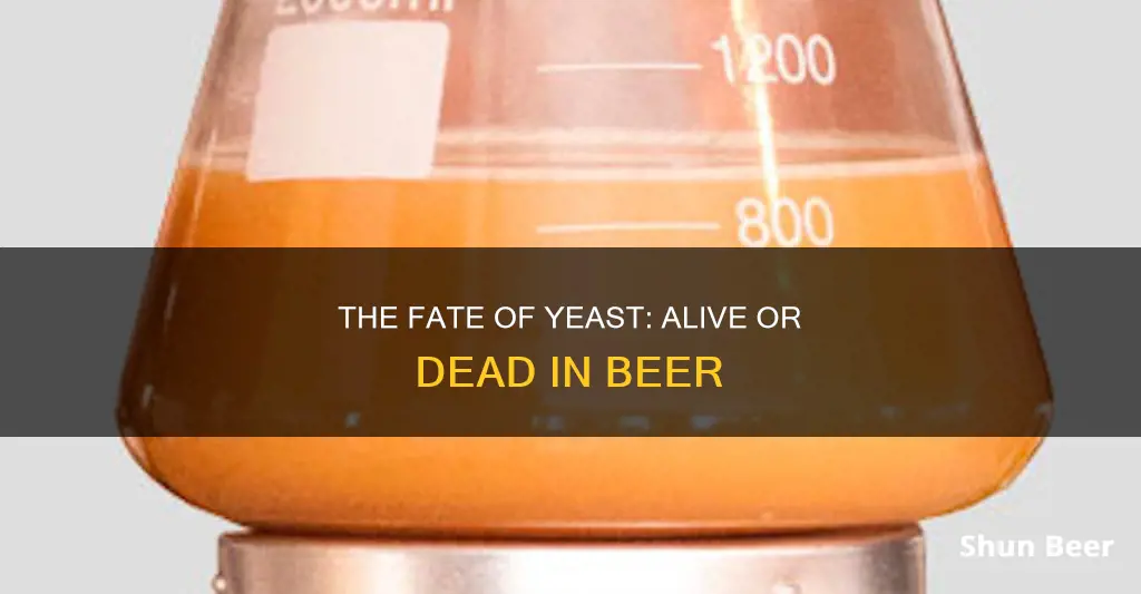 does yeast die in beer