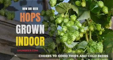 Growing Beer Hops Indoors: A Step-by-Step Guide