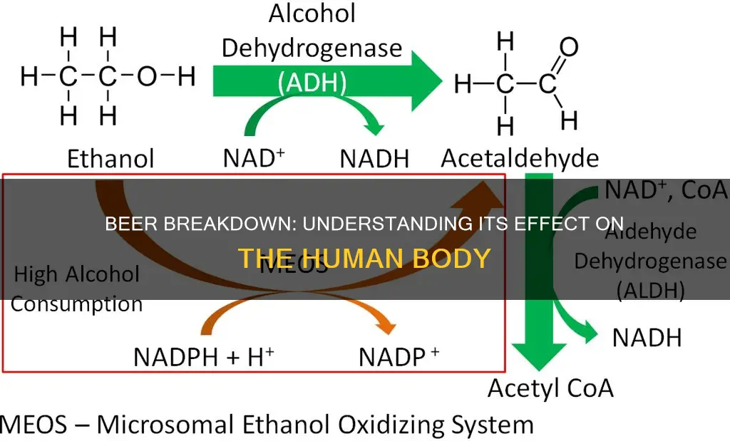 how beer works in human body