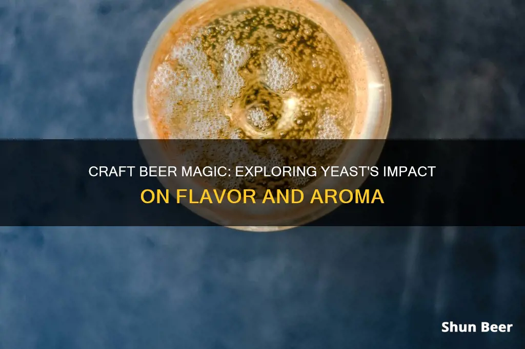 how do different yeasts affect beer