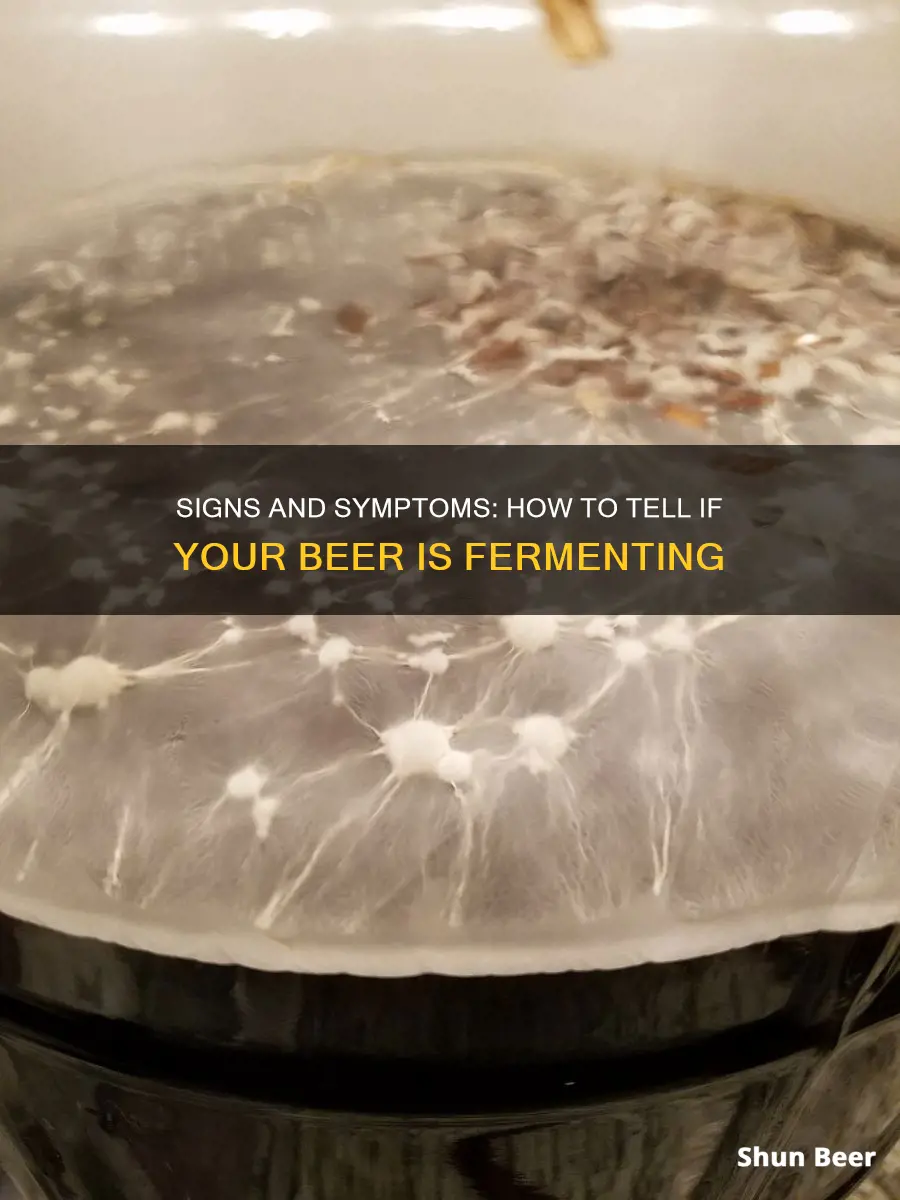 how do i know if my beer is fermenting