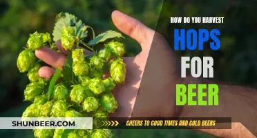 Harvesting Hops for Beer: A Guide to Plucking the Perfect Cones